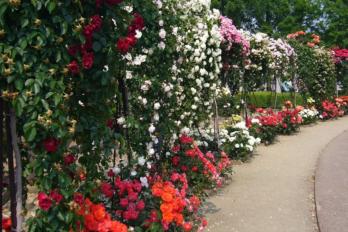 A rose garden path in full bloom